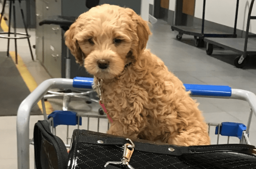 Rescue goldendoodles for clearance adoption near me