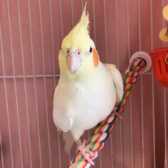 Pikachu the cockatiel