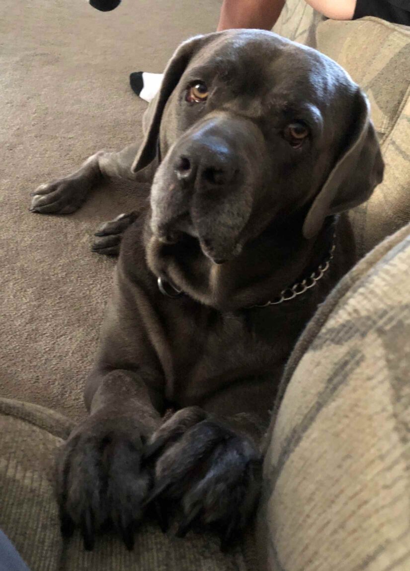 Cane Corso, Rehoming Rescue Dog