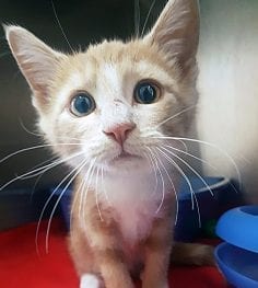 Cute ginger kitten