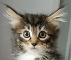 cute kitten