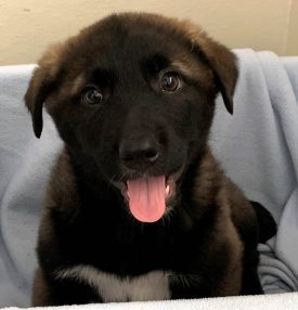 black lab husky mix puppy