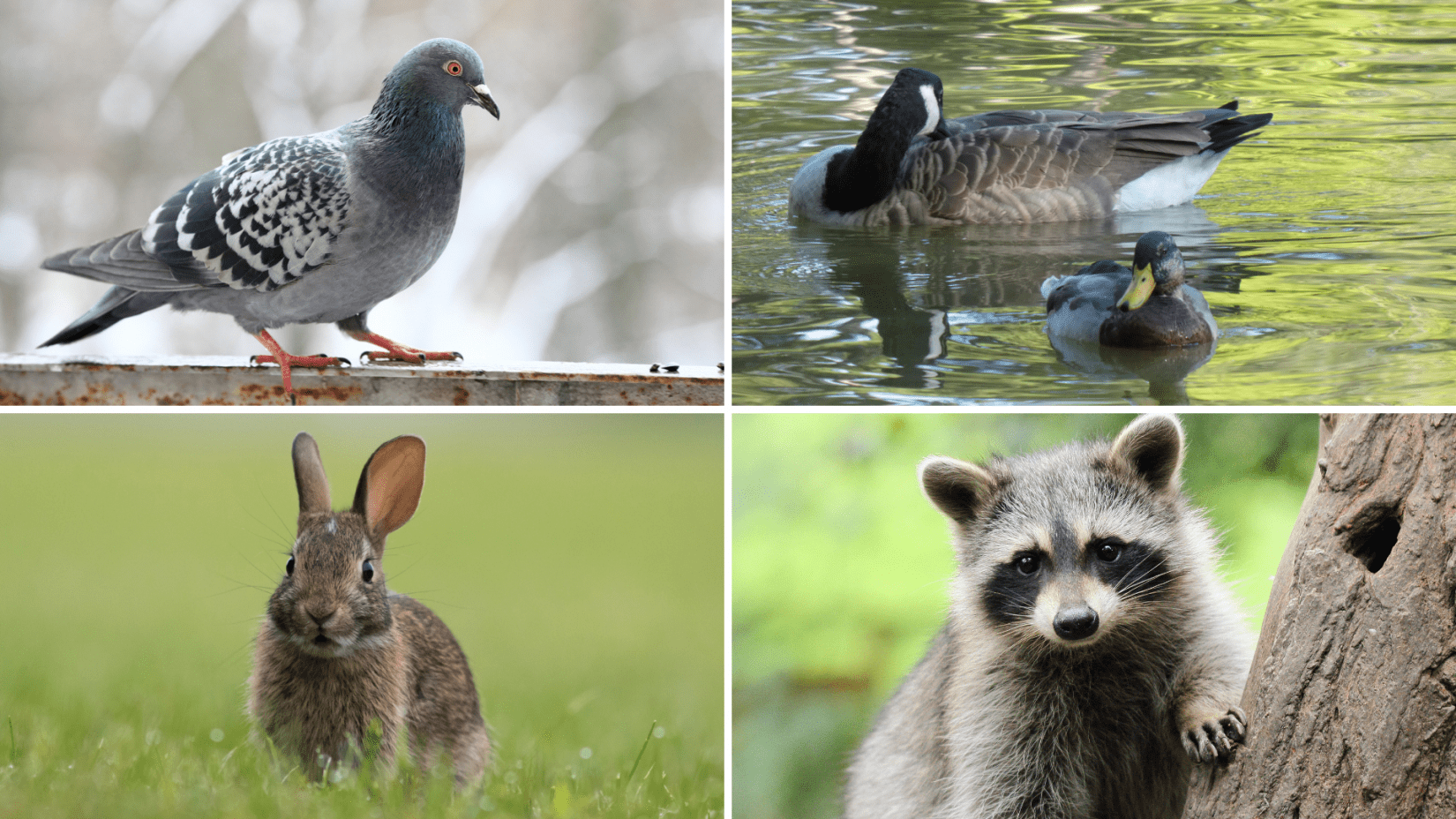Collage of adult wild animals - pigeon, Canada goose & mallard, cottontail rabbit, raccoon