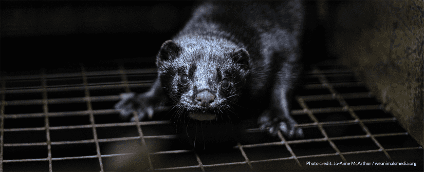 scared mink kit in dark cage