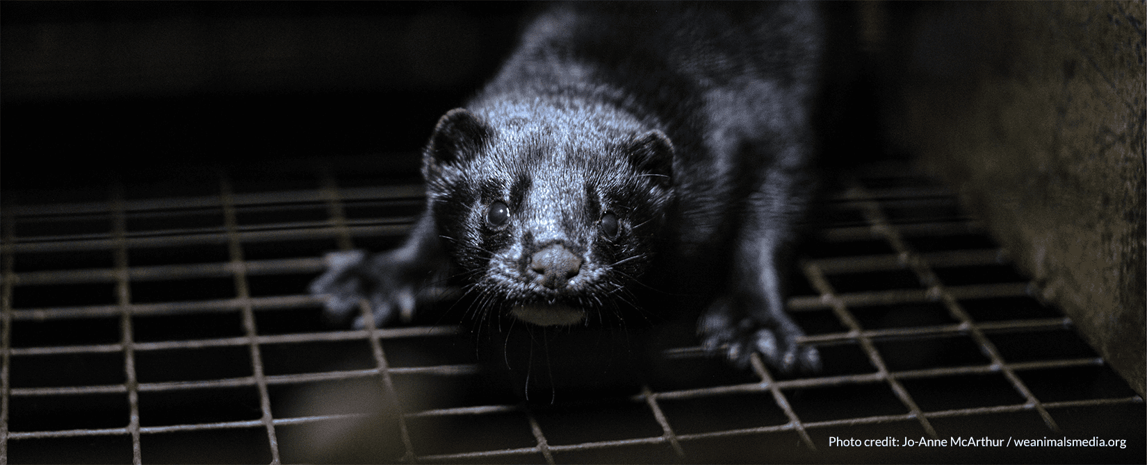 scared mink kit in dark cage