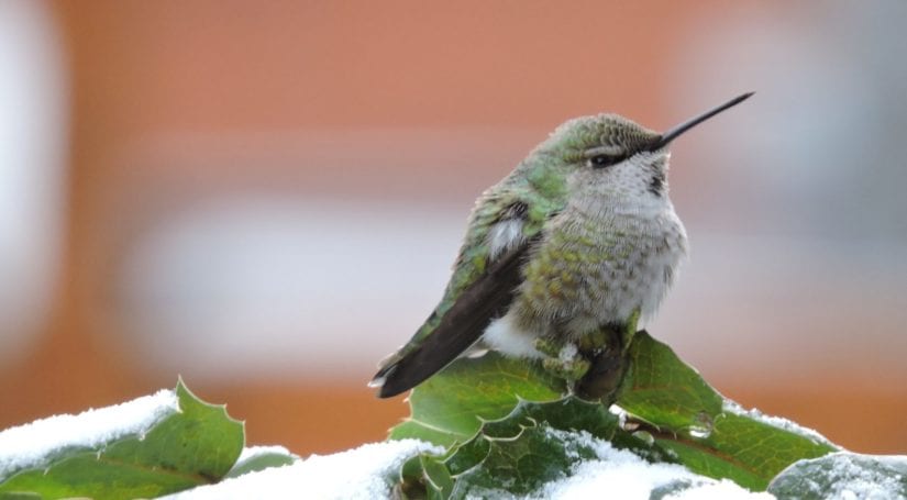 Anna's hummingbird on snowy branch