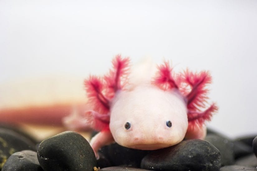 axolotl