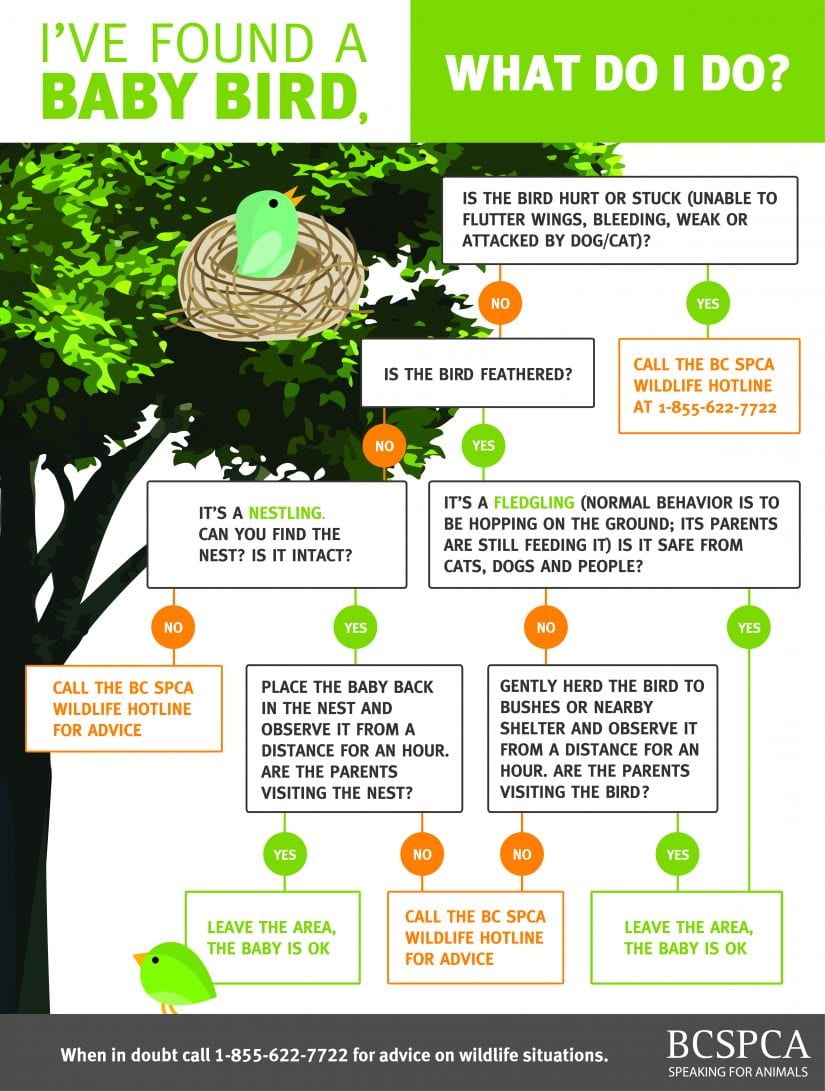 When To Help A Baby Bird, And When To Leave It Alone