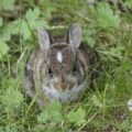Baby cottontail rabbit in grass