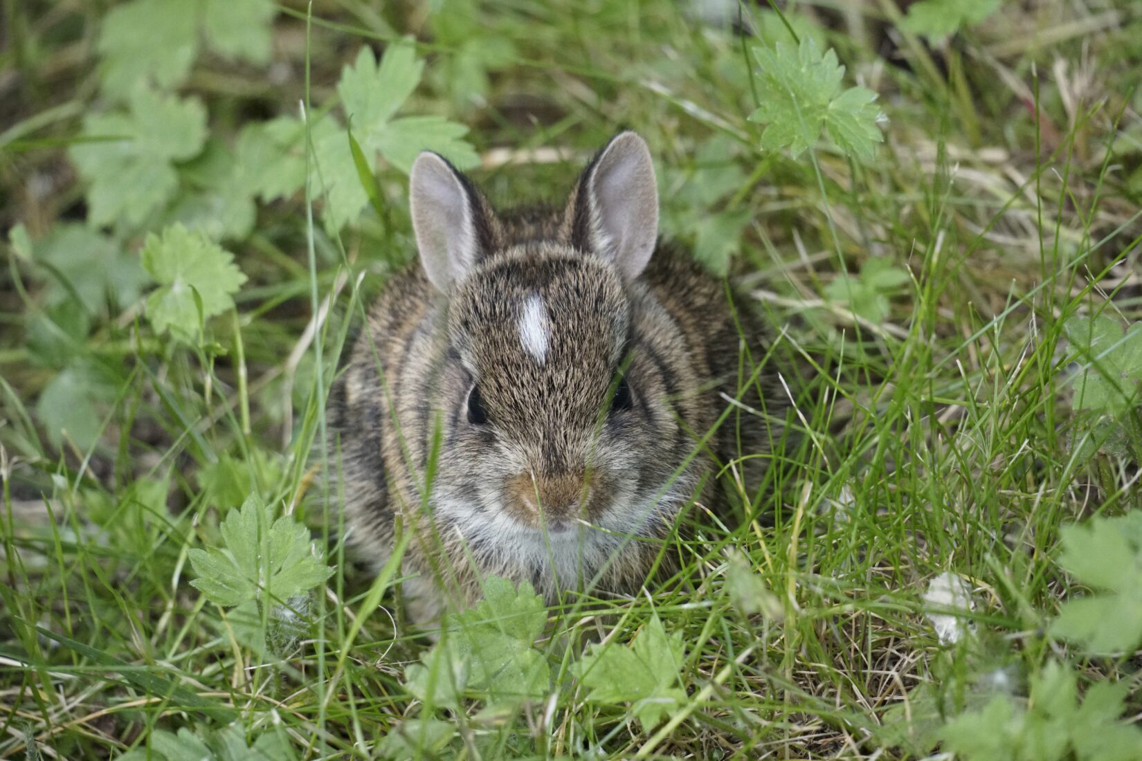 Baby cottontail rabbit in grass