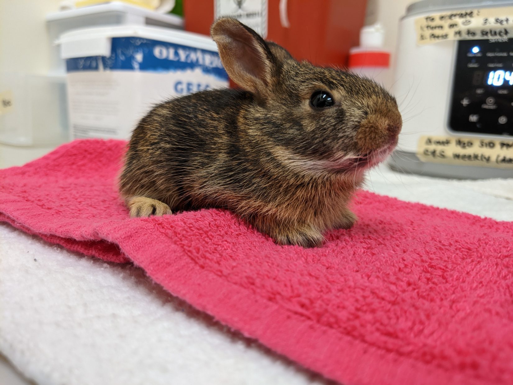 Baby cottontail rabbit on red towel at Wild ARC