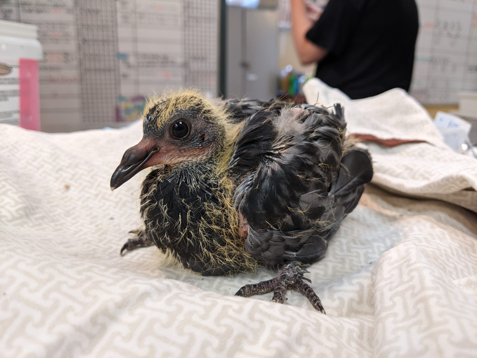 Baby pigeon on a towel at Wild ARC