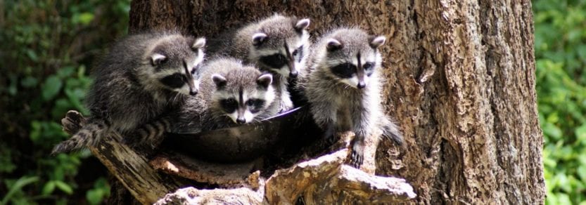 Baby raccoons in a birdbath