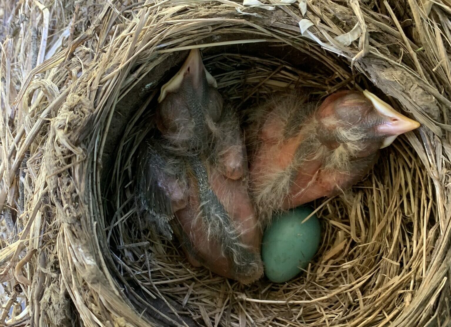 Baby robins in nest with blue egg