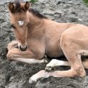 Baby horse for naming at Surrey SPCA Barn