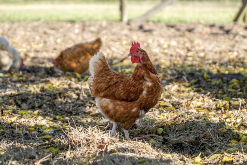 Thinking of keeping backyard chickens? - BC SPCA