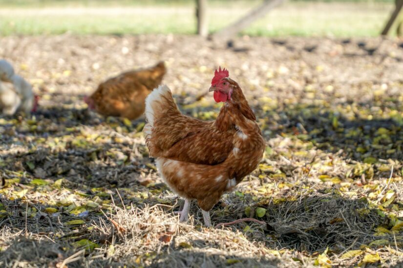 Why are we all keeping hens?, Pets