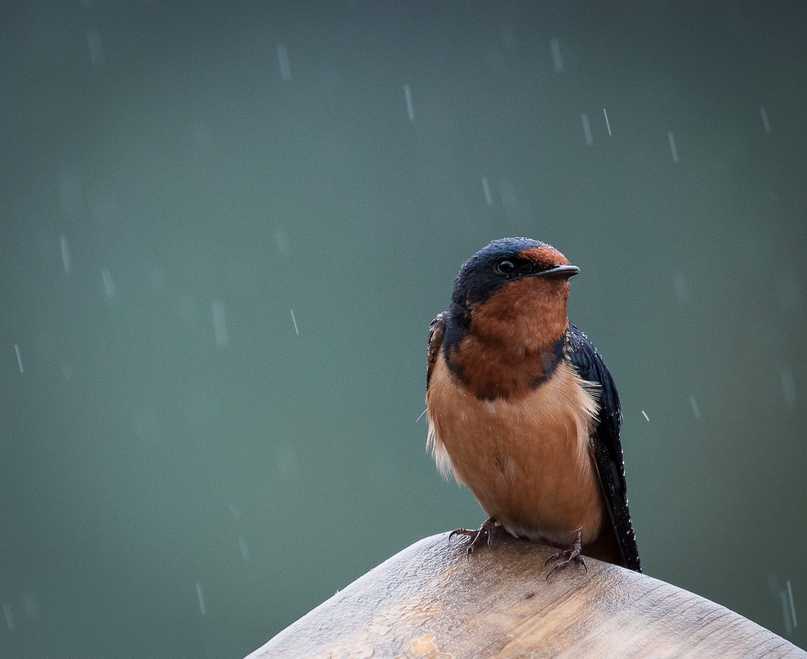 Barn swallow in the rain