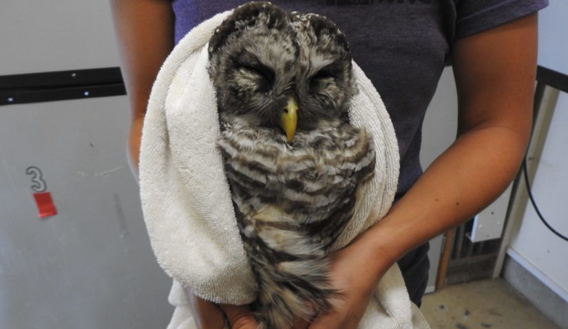 Barred owl in care at Wild ARC