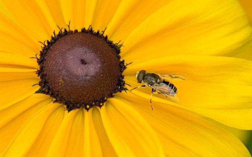 Bee on yellow flower