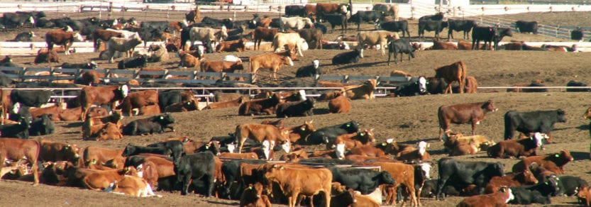 Kids, Cows and Grass: Supermarket beef is raised by farm families!