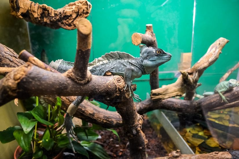 5 reasons to care about the exotic pet trade - BC SPCA