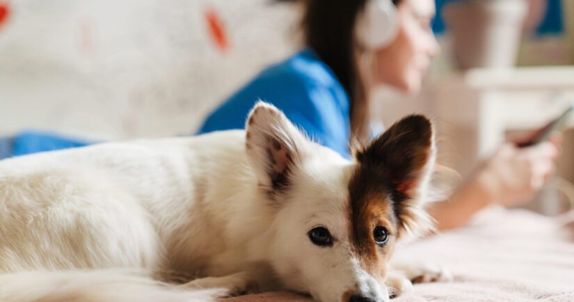 dog and music