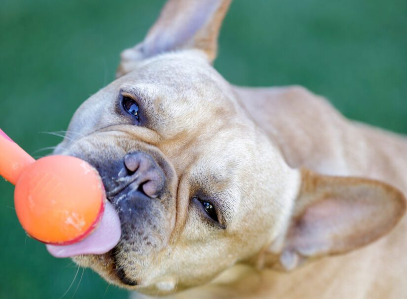 bull dog eating peanut butter