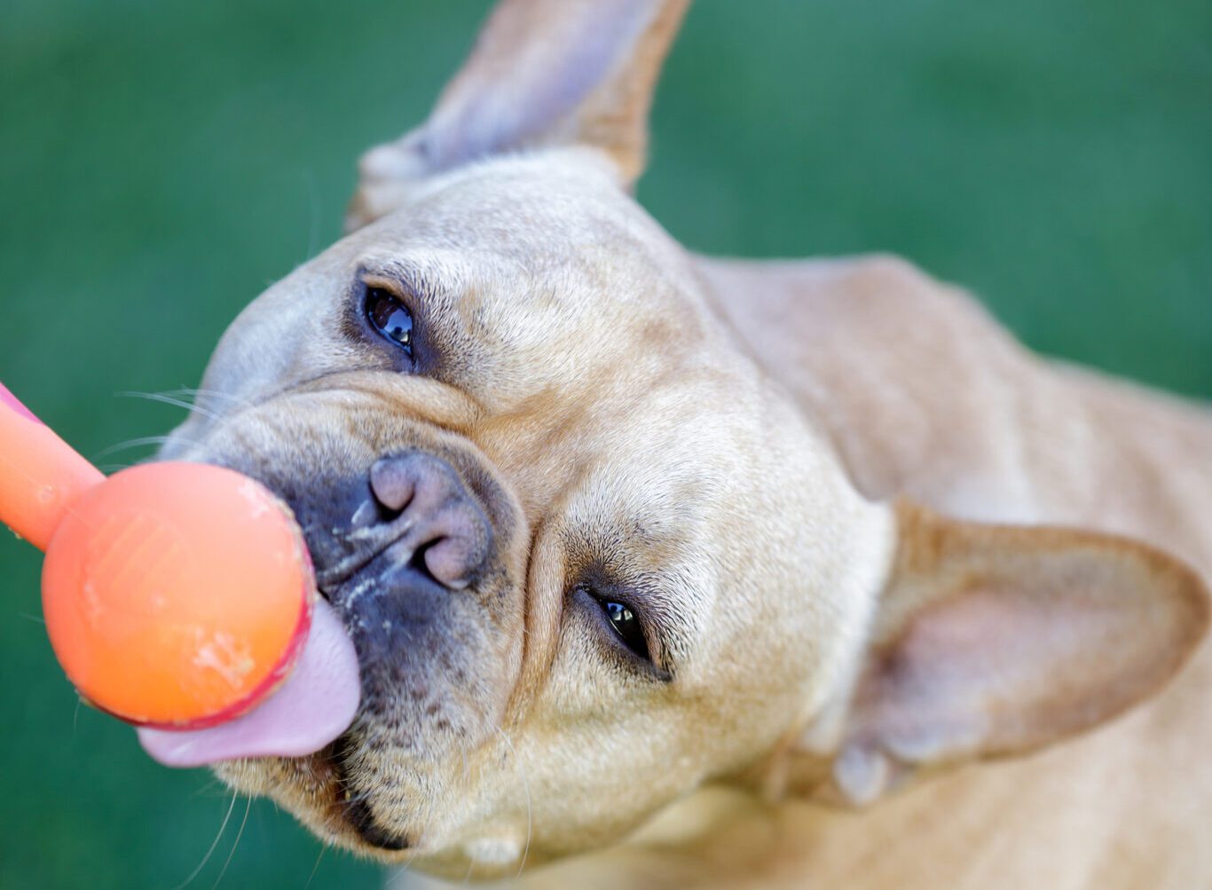 is-peanut-butter-toxic-for-dogs-bc-spca