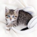 cat and headphones