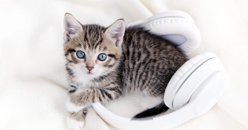 cat and headphones