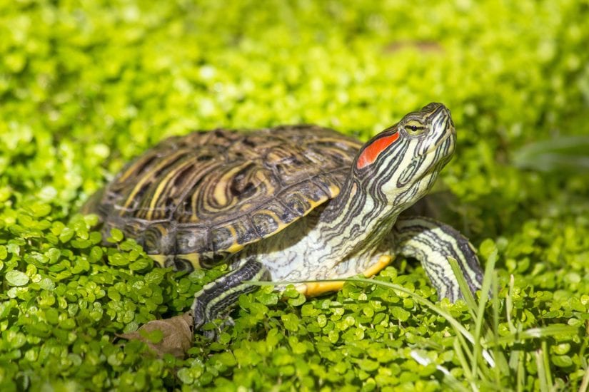 Red-eared slider turtle