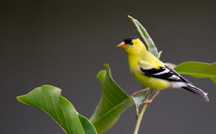 Wild american goldfinch on plant stem