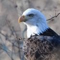 Close up of wild bald eagle