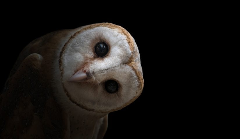 Close up shot of cute wild common barn owl with sideways tilted head