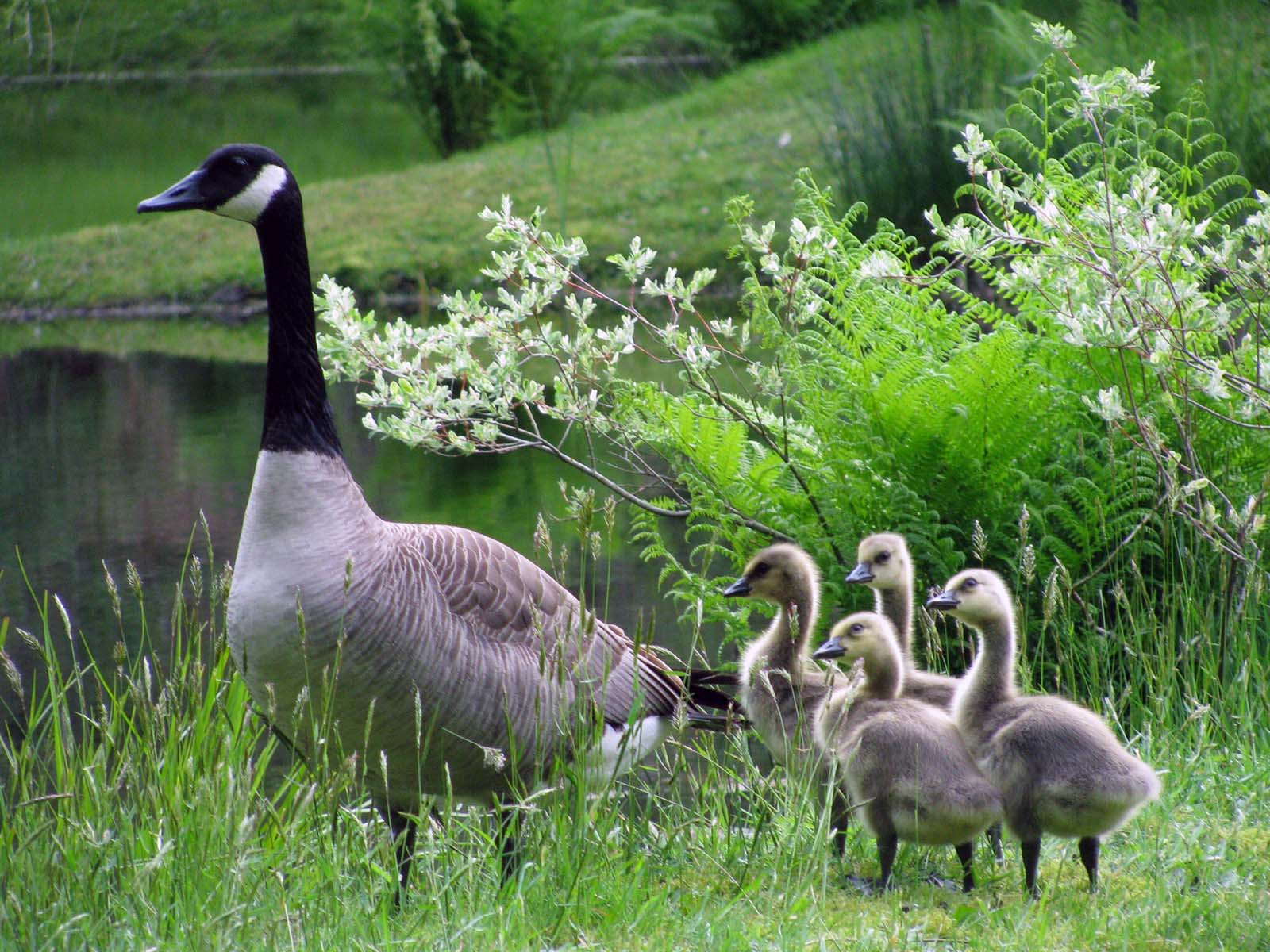 Group of wild canada geese with a parent and four cute goslings by water on the grass