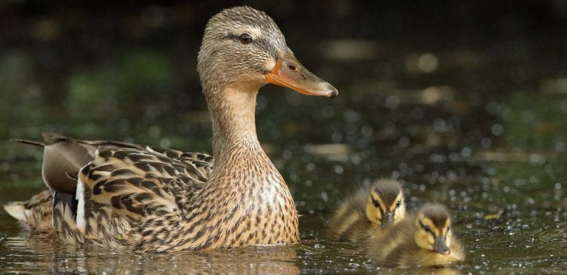 A Duck family