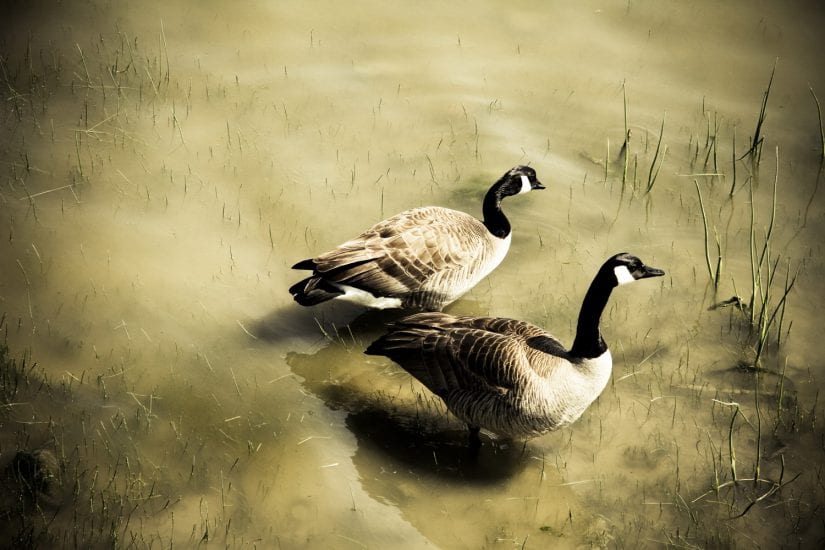 Two wild geese in murky muddy water