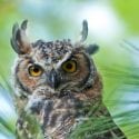 Close up eye contact shot of wild great horned owl