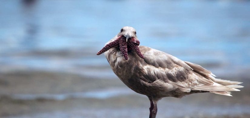 Wild gull on beach with sea star in mouth