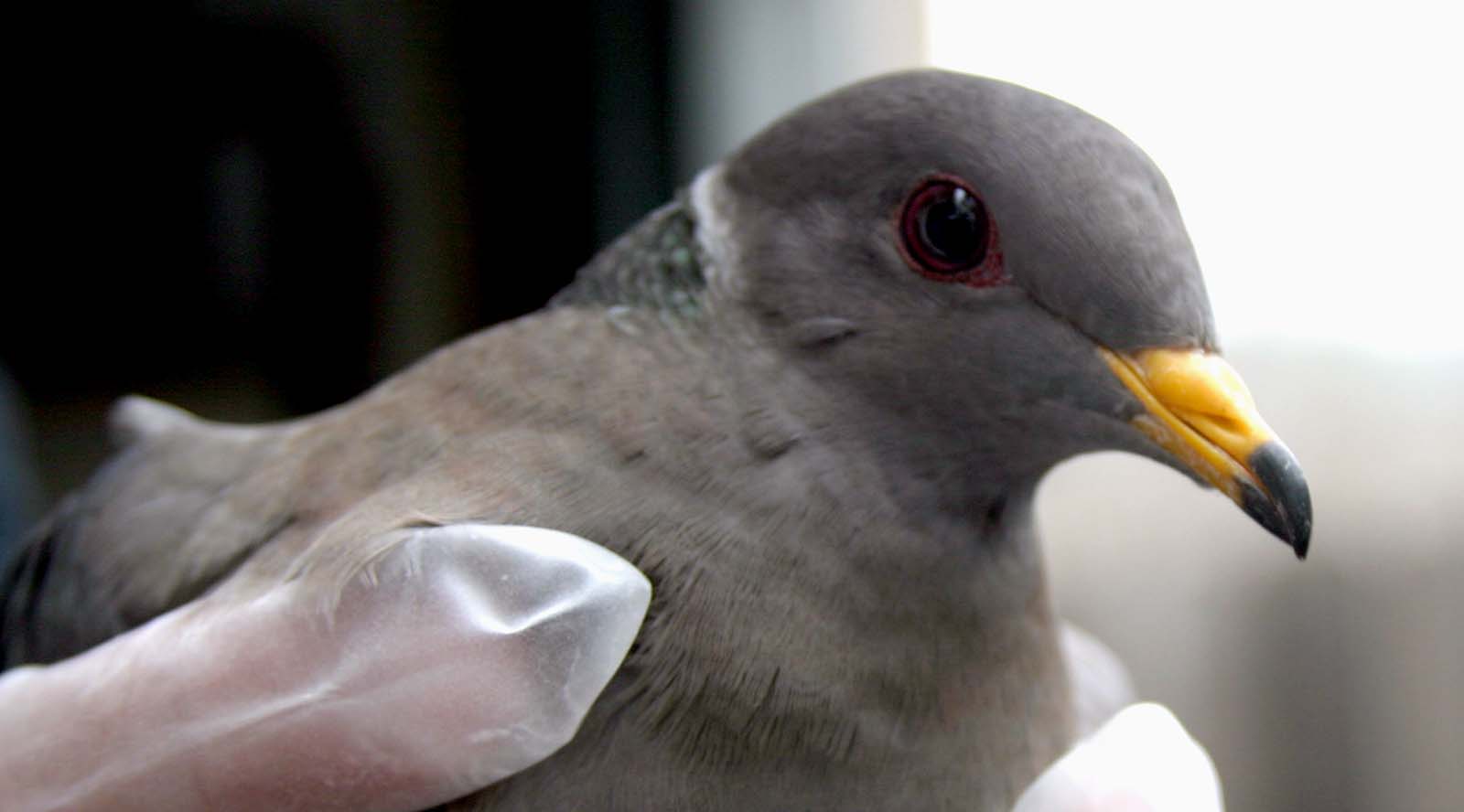 An injured dove being helped.