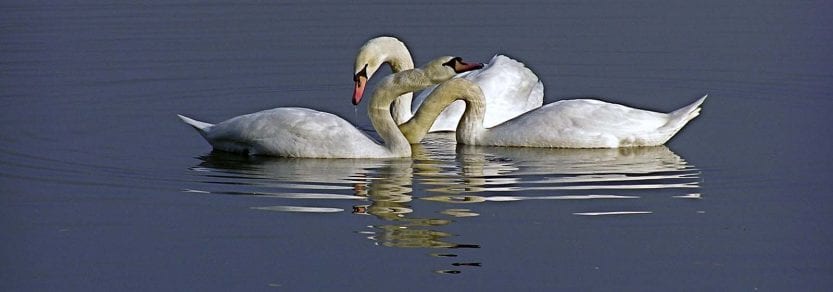 Three wild mute swans swimming on water surface