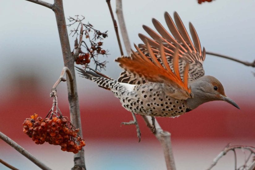 Wild northern flicker bird flying away from berry branch