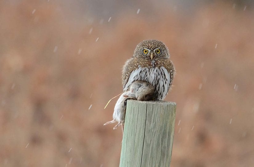 Wild northern pygmy owl hunting in snowy weather sitting on a wood post with a dead prey