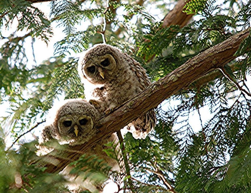 Wild owls on branch of tree looking down