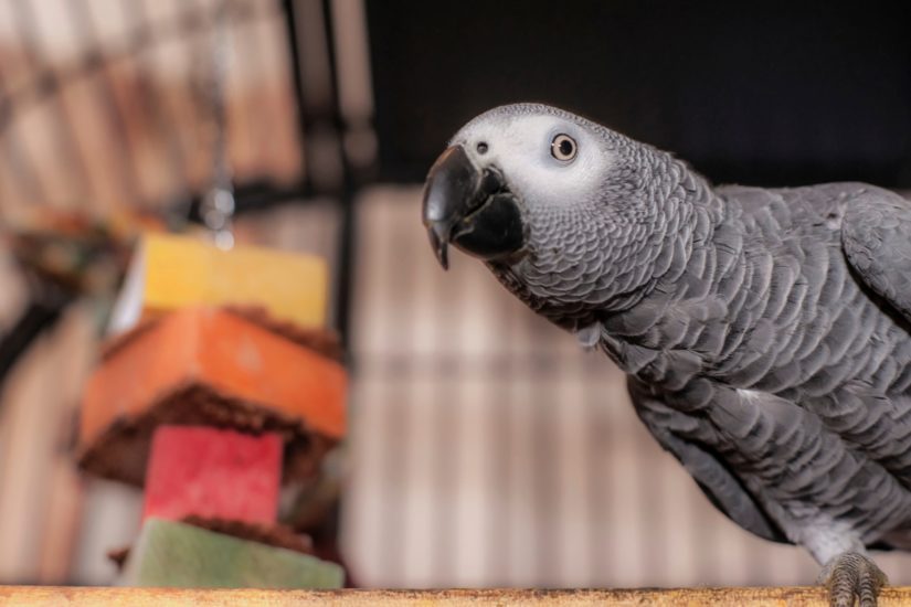 The plight of pet parrots - BC SPCA