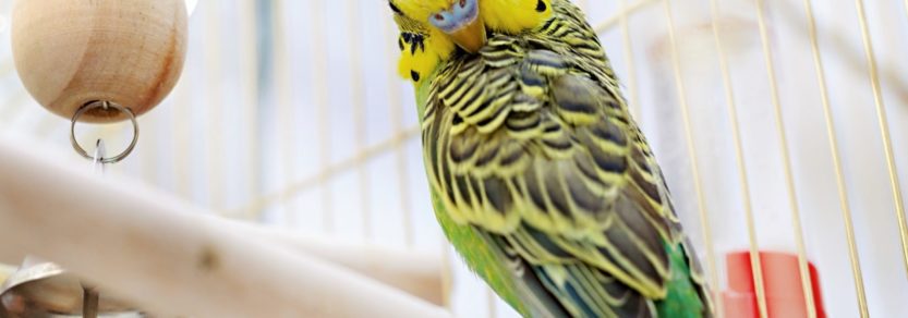 Bird perching in a cage while preening