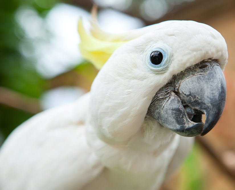 The Virgin American Bald Eagle vs The Chad Brazilian Harpy Eagle