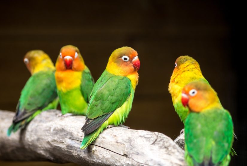 The plight of pet parrots - BC SPCA