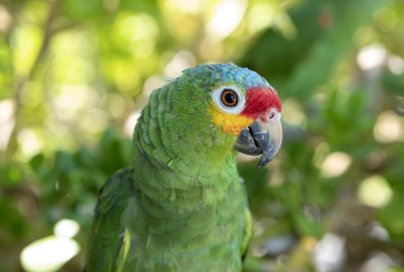 5 reasons to care about the exotic pet trade - BC SPCA